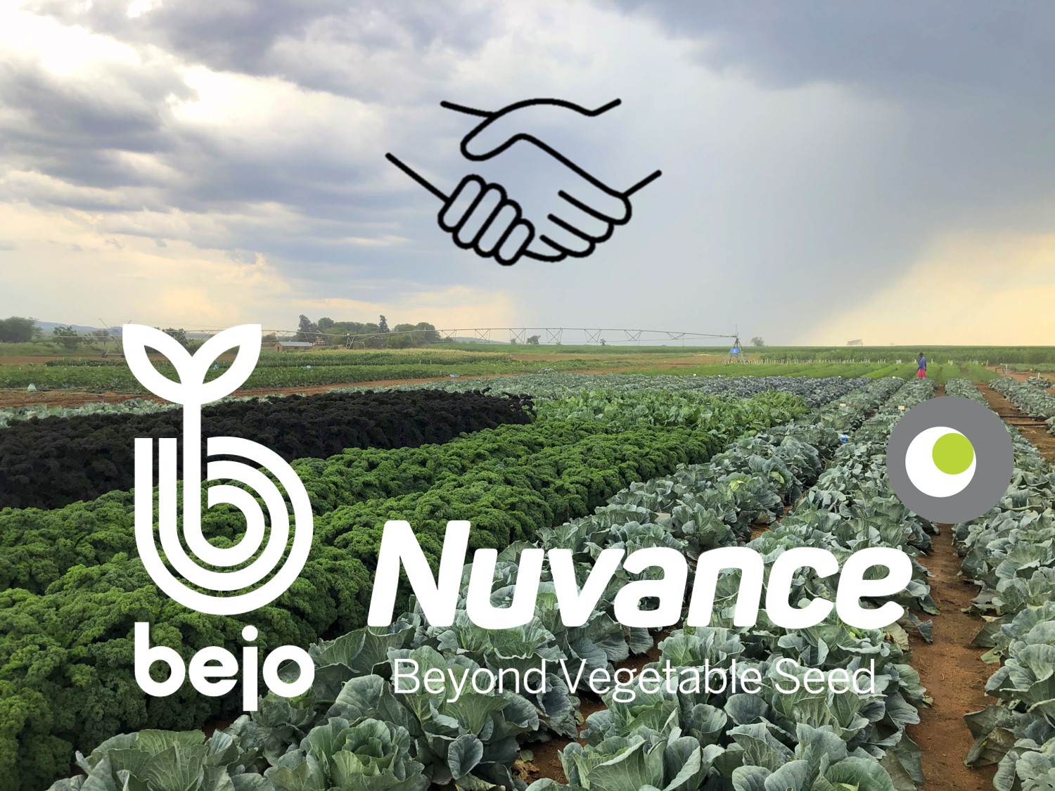 Bejo neemt Zuid-Afrikaanse distributeur Nuvance over